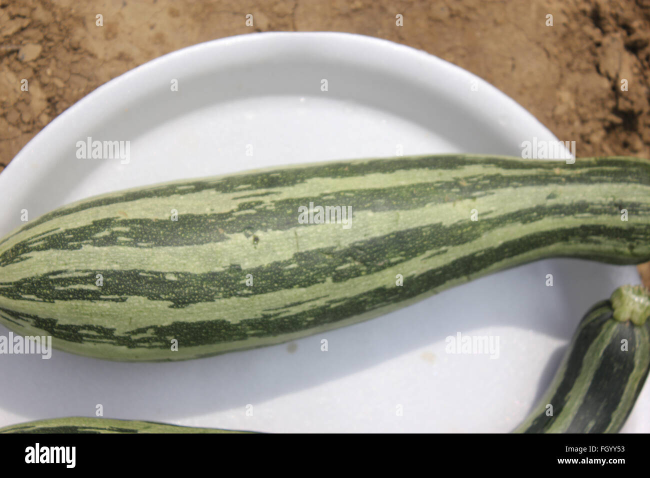 PUSA Alankar estate squash, Cucurbita pepo, cultivar con ampia alternativo di colore verde scuro e verde chiaro in strisce, prodotte su un vitigno Foto Stock