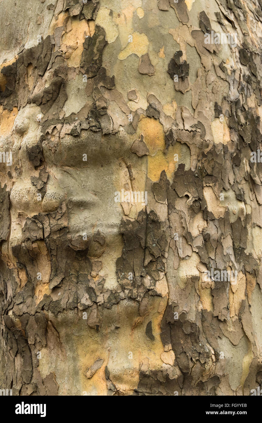 Close up della corteccia di un piano di Londra (platanus acerifolia x) tronco di albero Foto Stock