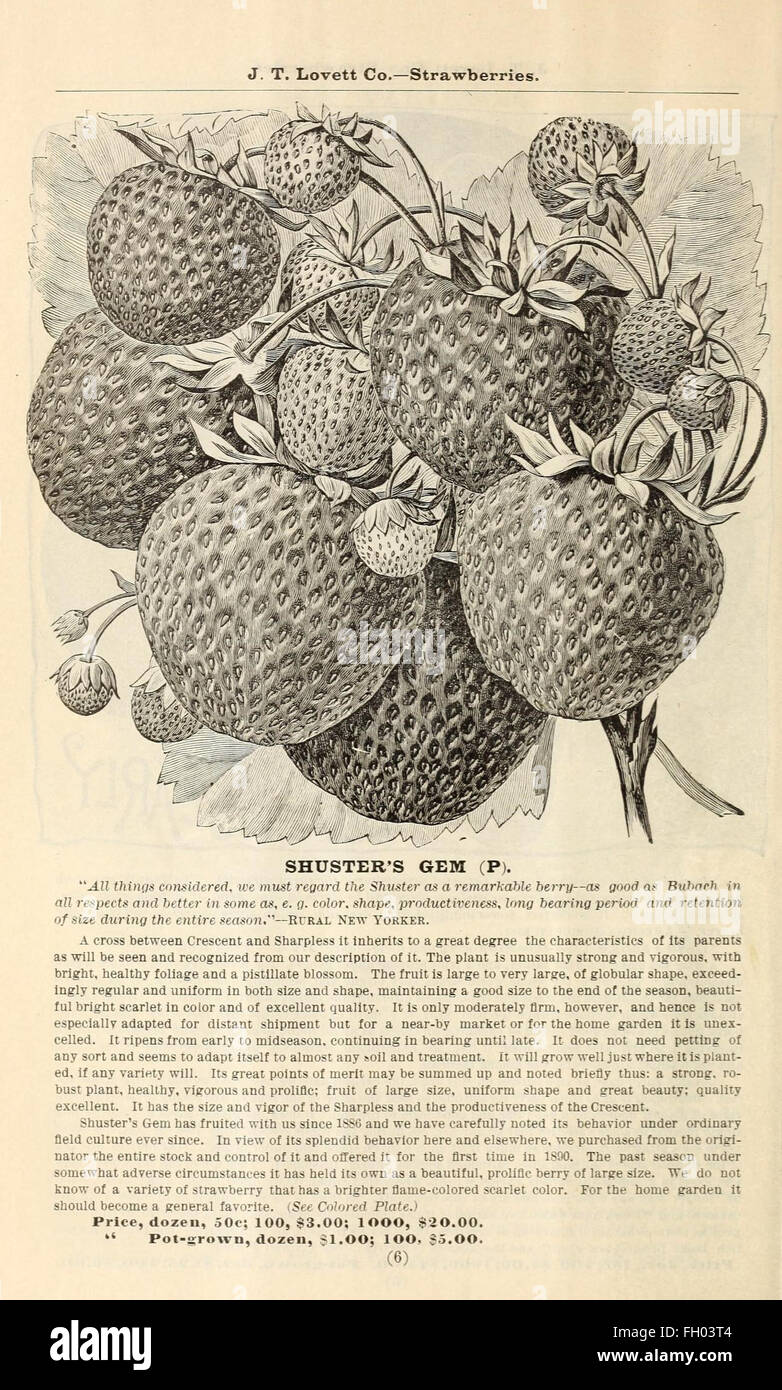 Lovett il catalogo illustrato della frutta e alberi ornamentali e impianti per l'autunno del 1891 Foto Stock