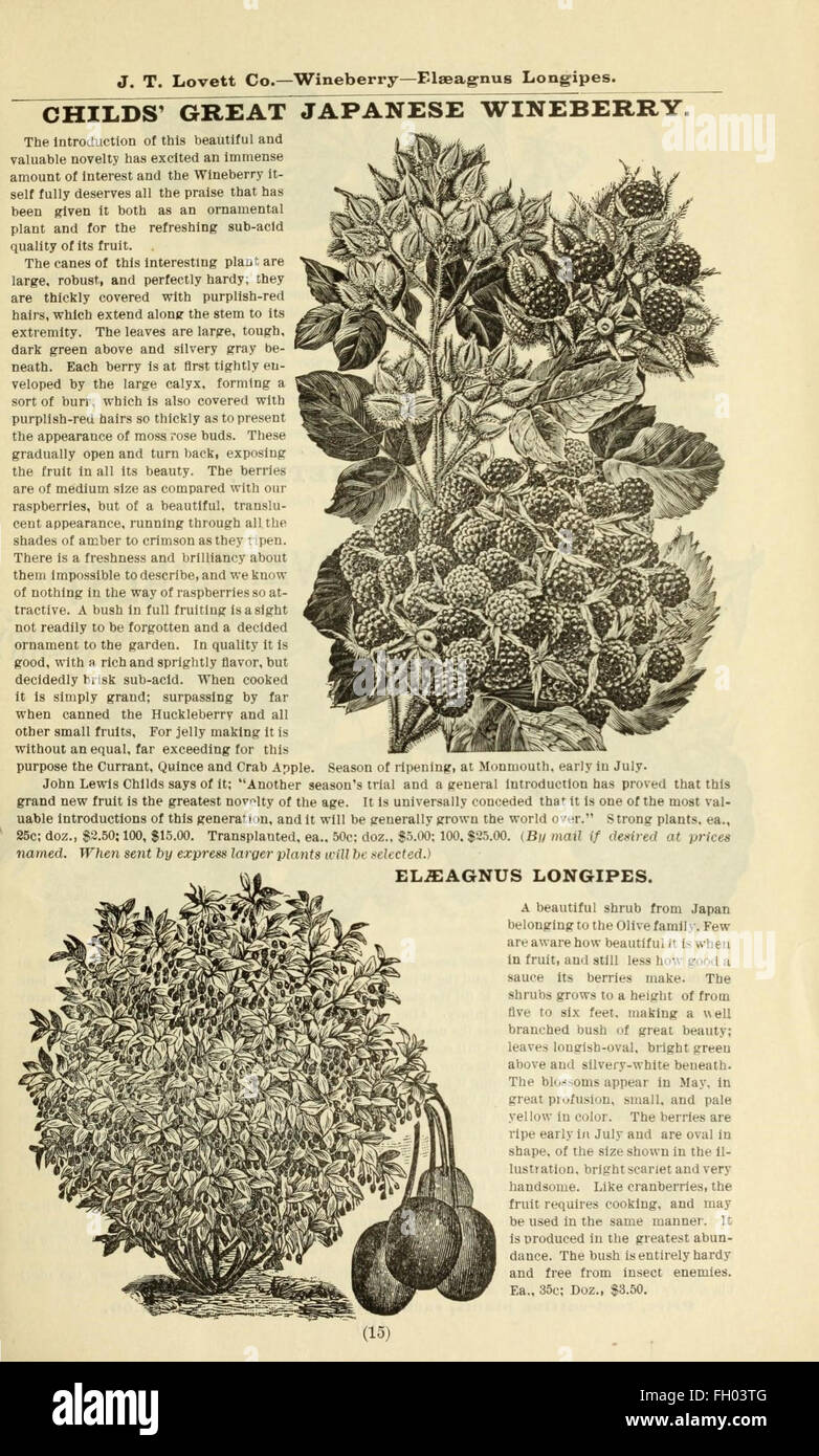 Lovett il catalogo illustrato della frutta e alberi ornamentali e impianti per l'autunno del 1891 Foto Stock