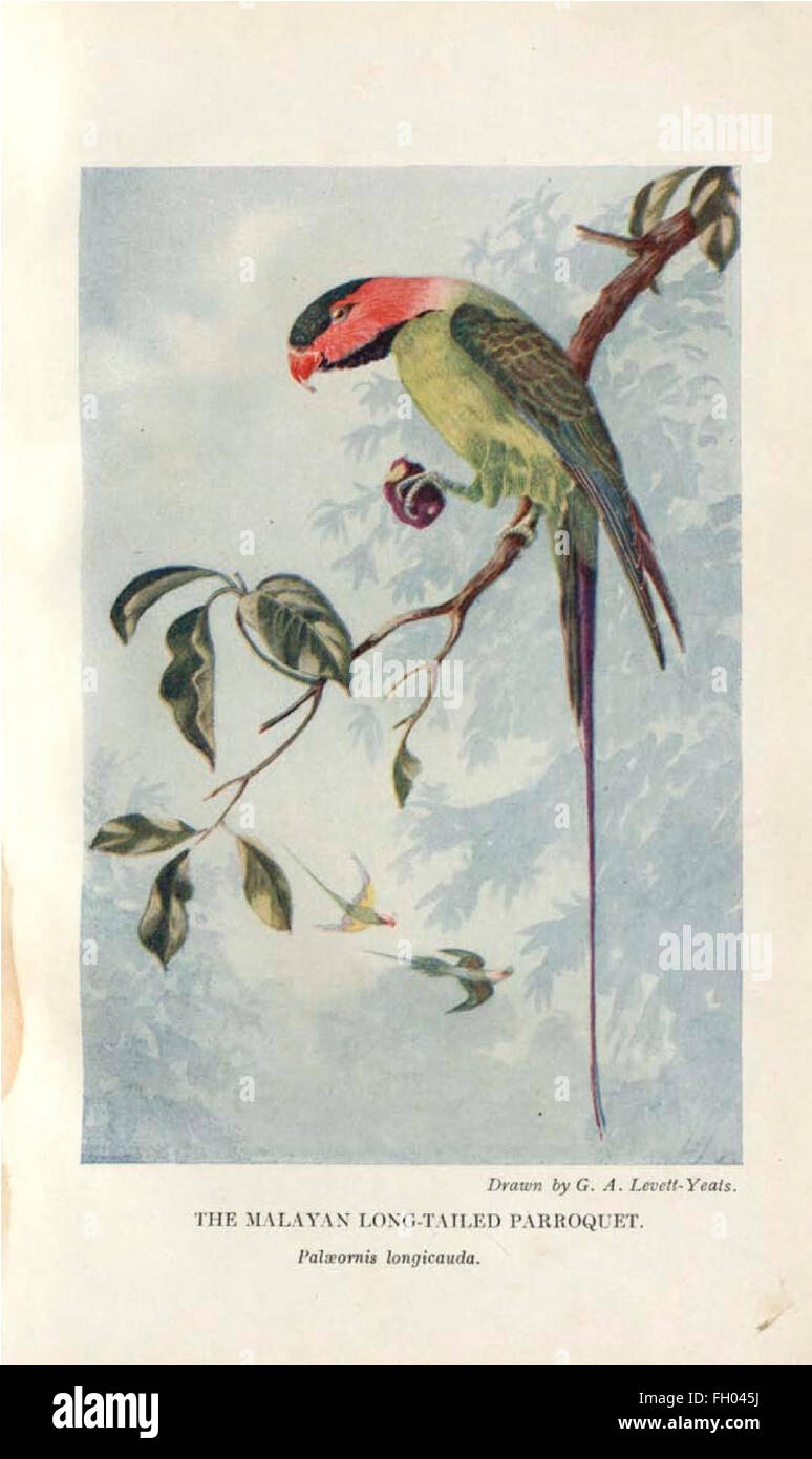 *Il parquet malese a coda lunga* (Psittacula longicauda) è una specie di parrocchetto che si trova nel sud-est asiatico, noto per il suo piumaggio colorato e la lunga coda. Questo uccello è presente in *The Birds of Singapore* come parte della diversità aviaria della regione. Foto Stock