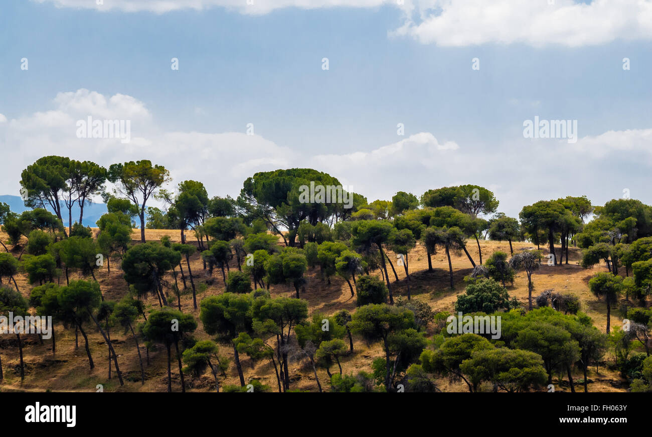 Sparse verdi alberi sulla collina a secco contro il cielo nuvoloso. Foto Stock