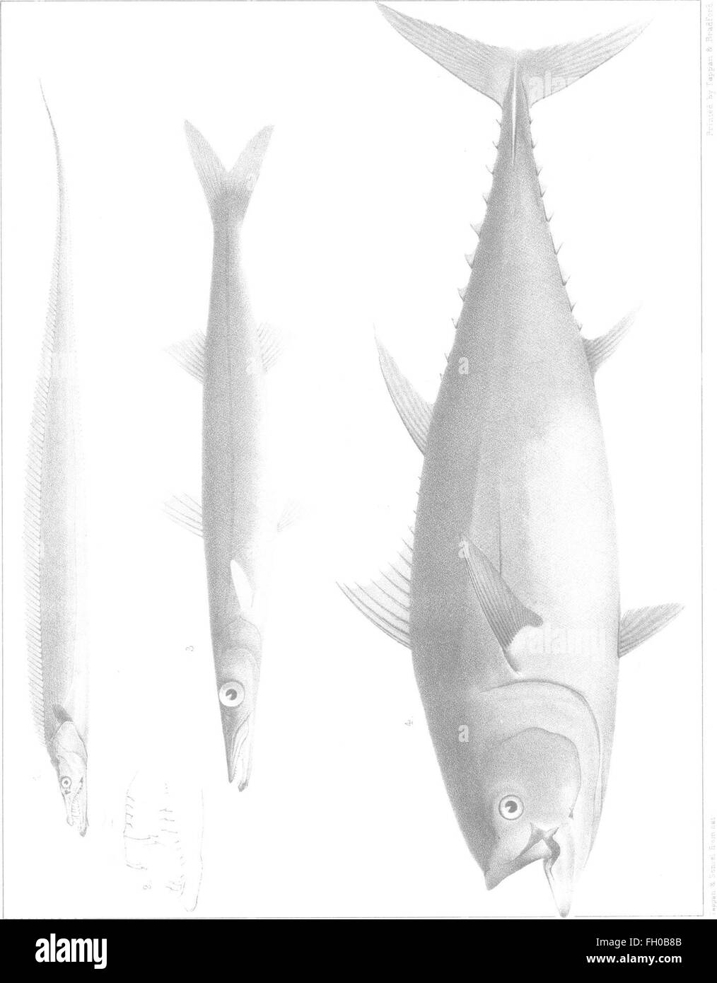 Questo testo storico del 1867 fornisce un resoconto dettagliato delle varie specie ittiche presenti nel Massachusetts, compresa la loro distribuzione, ecologia e importanza per l'ambiente e l'economia della regione. Foto Stock