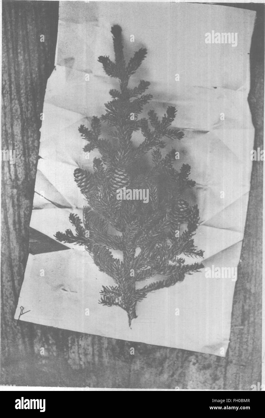 Questo rapporto discute il Black Spruce negli Adirondacks, descrivendo in dettaglio il suo significato ecologico, i modelli di crescita e il ruolo nel sistema forestale della regione, come riportato dalla N.Y. Forest Commission. Foto Stock