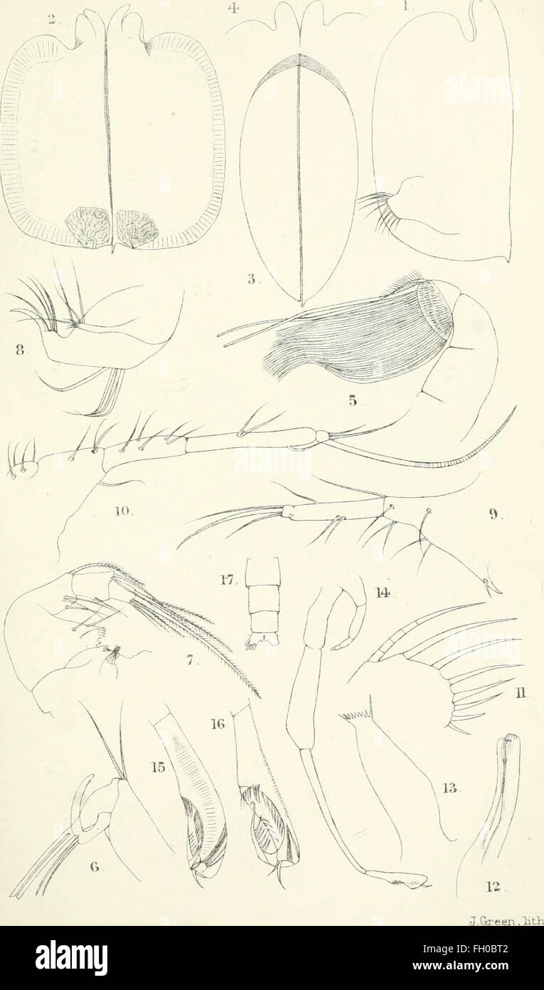 Gli annali e la rivista di storia naturale - zoologia, botanica e geologia (1838) Foto Stock
