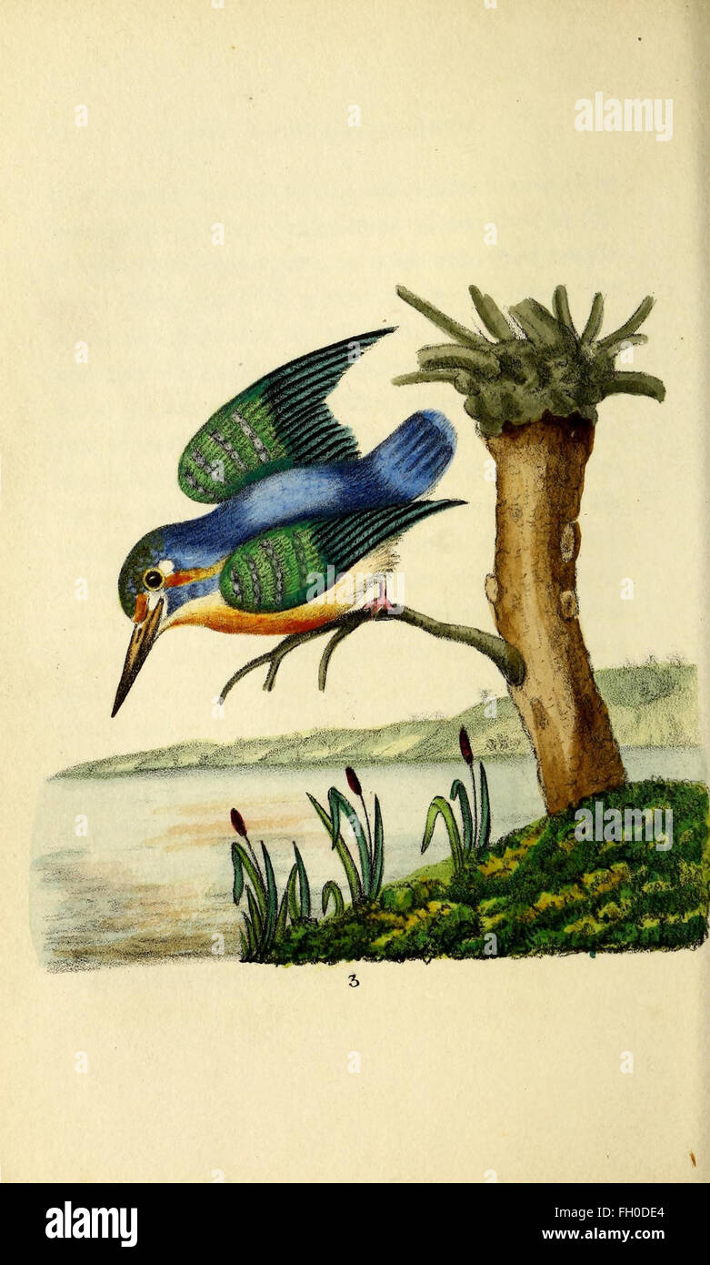 The Language of Birds esplora significati simbolici, miti e significati culturali attribuiti agli uccelli in varie società, con un'enfasi sul folklore e la letteratura. Foto Stock