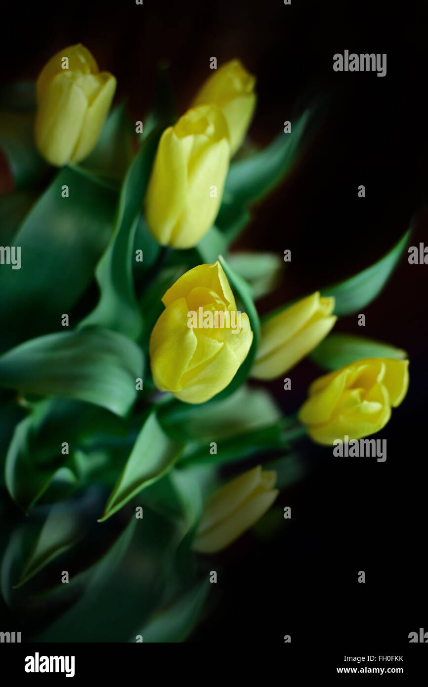 Bouquet di tulipani gialli Foto Stock