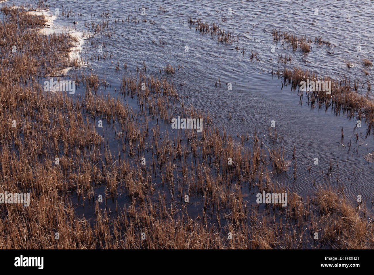 Una palude salata nel nord del Massachusetts Foto Stock