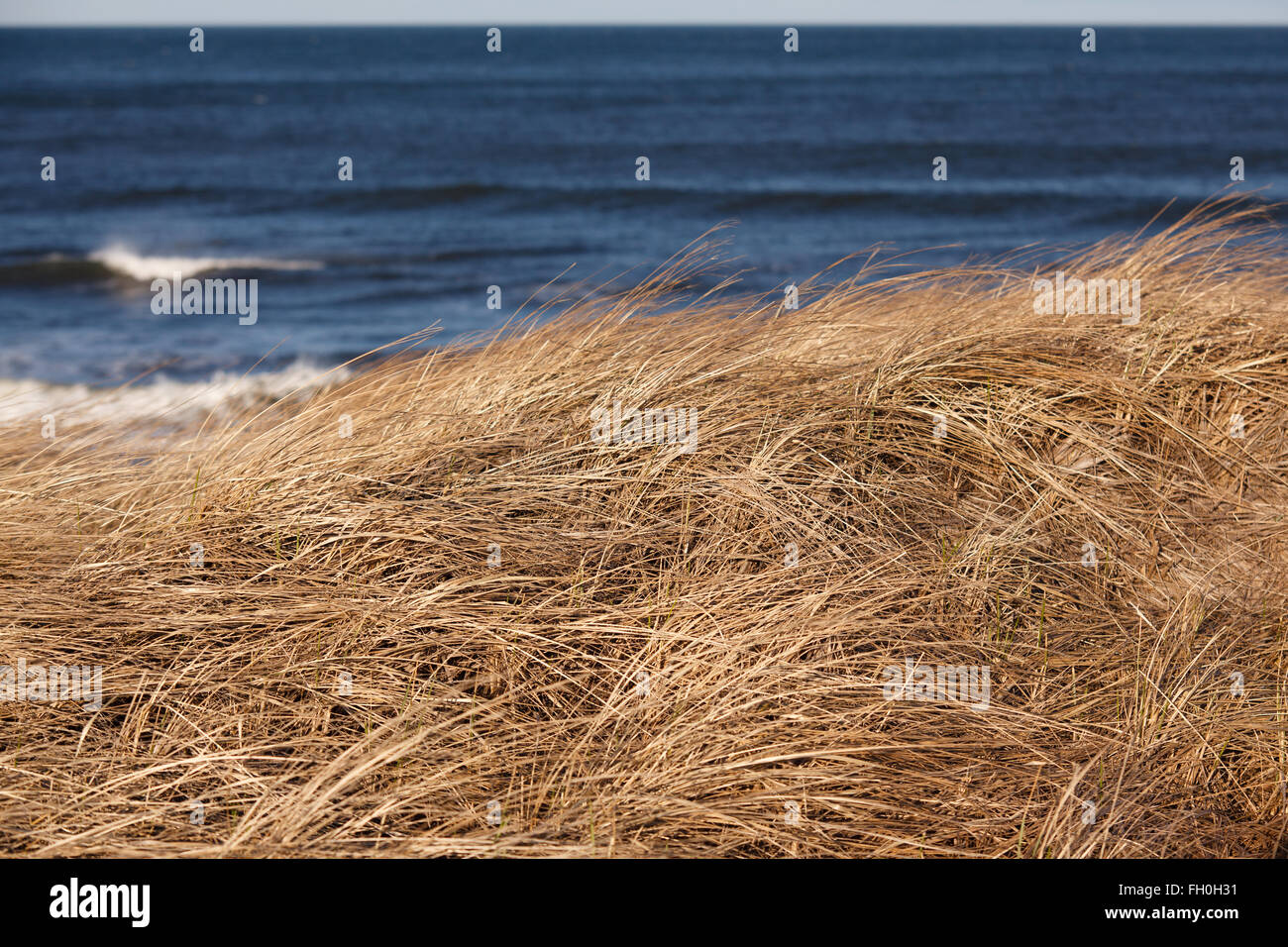 Spiaggia in erba sulle dune di sabbia che si affaccia sull'Oceano Atlantico Foto Stock