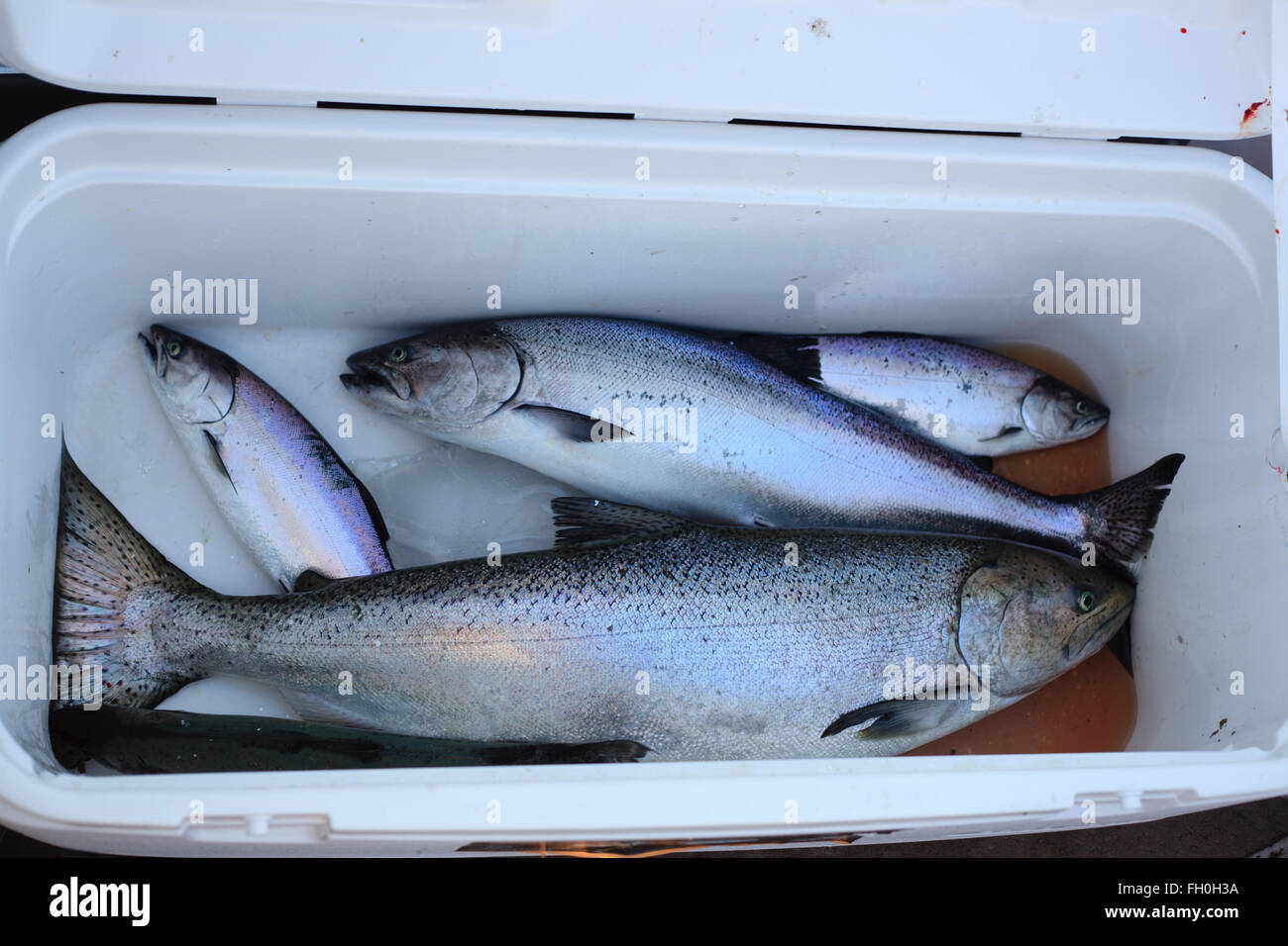 Quattro Salmone Chinook in un refrigeratore Foto Stock