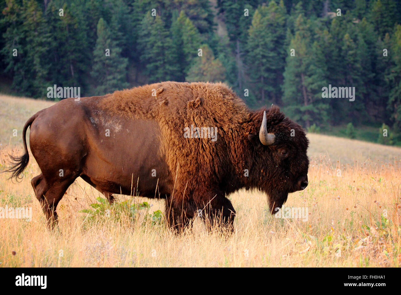 Bisonti americani Buffalo sulla prateria Montana nella Nazionale di Bison gamma al di fuori del Parco Nazionale di Yellowstone Foto Stock