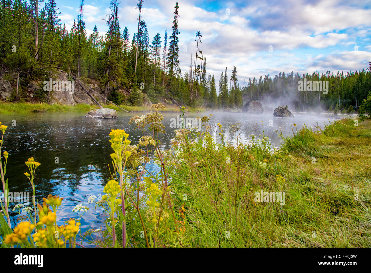 Aumento di vapore off del fiume caldo con fiori gialli e verdi campi su un lato; lussureggiante foresta verde sotto il blu con nuvole. Foto Stock