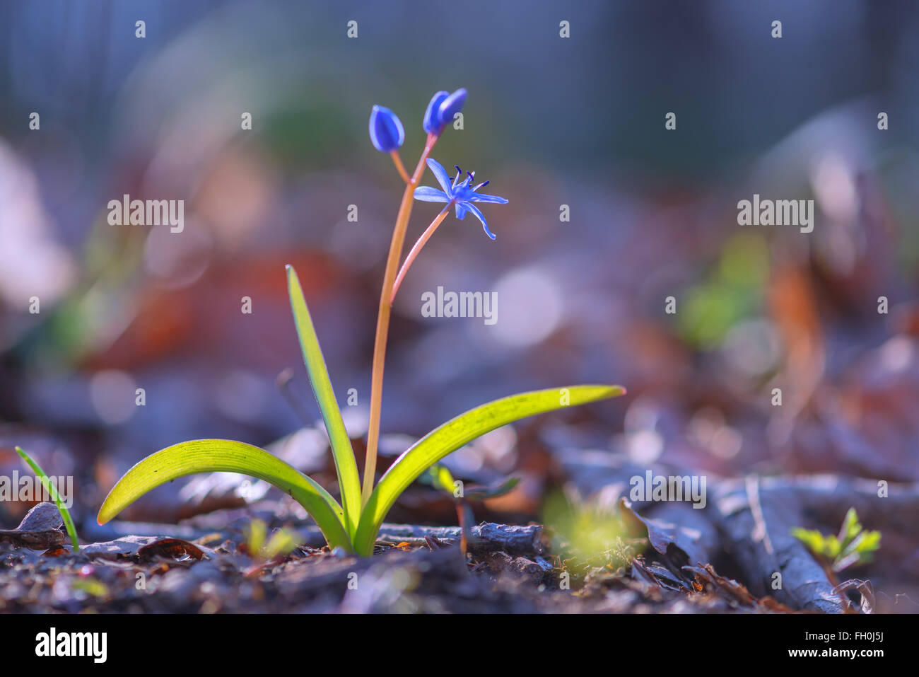 Unico fiore blu close up Foto Stock