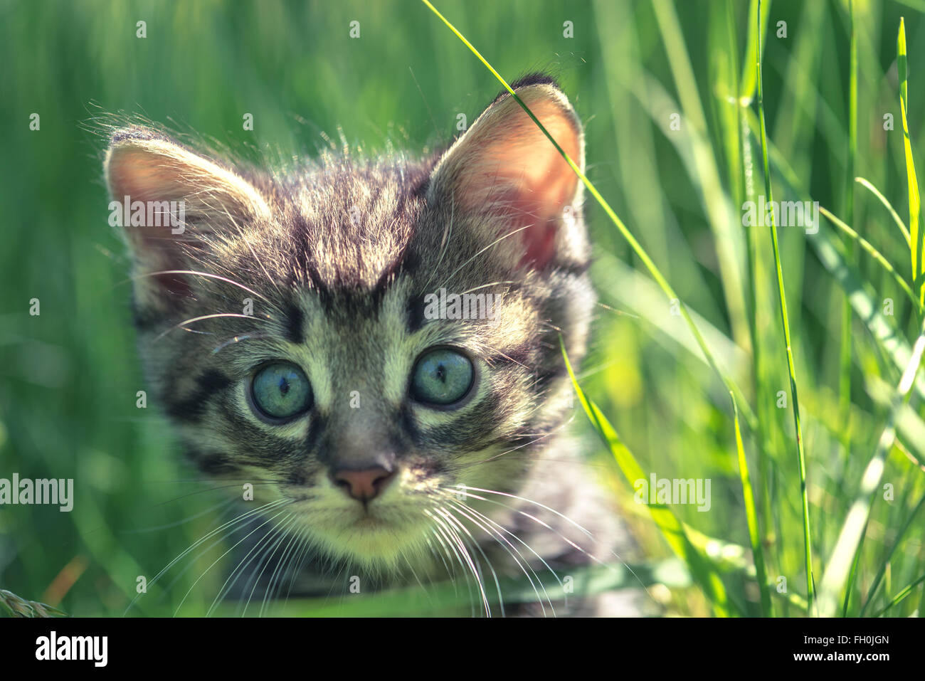 Kitten sull'erba close up Foto Stock