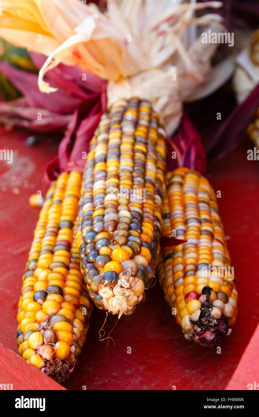 Recentemente raccolto di mais colorati su un rosso scatola di legno Foto Stock