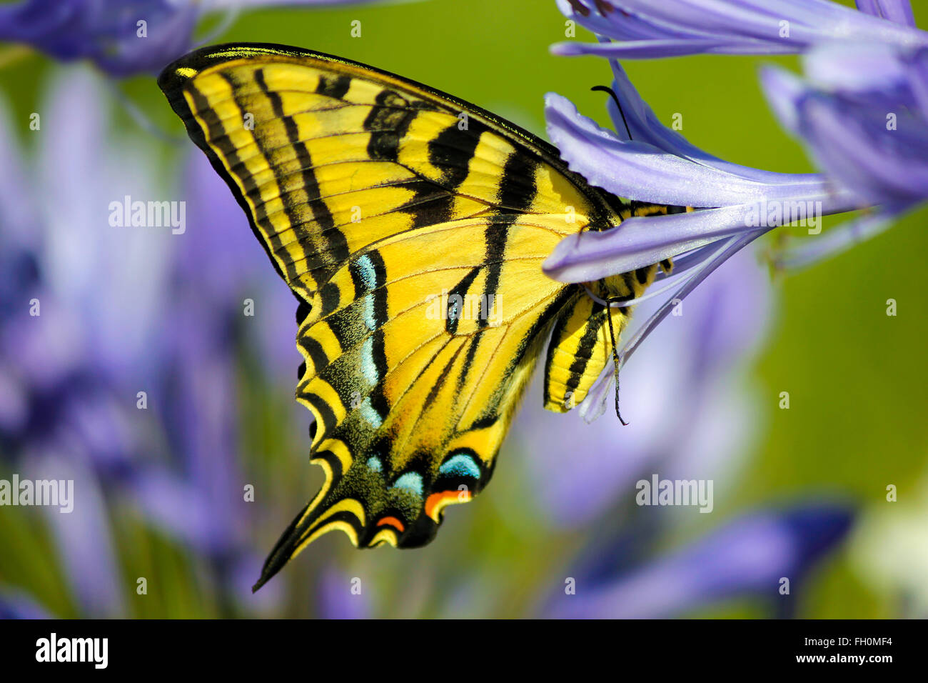 Giallo farfalla a coda di rondine su un viola lilly garden Foto Stock