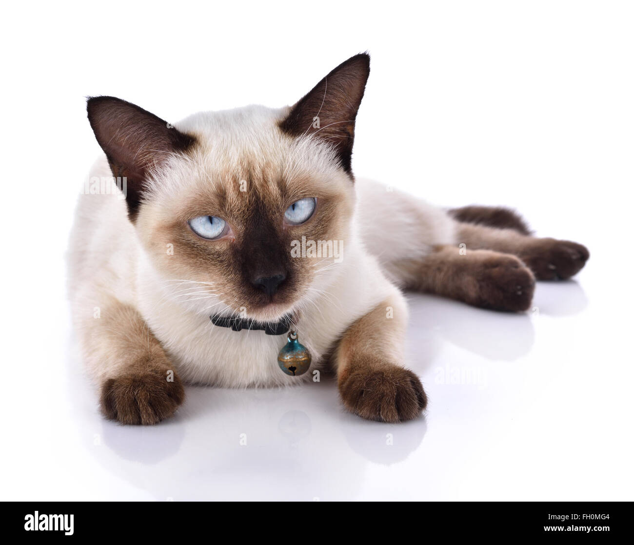 Bel gatto su sfondo bianco Foto Stock