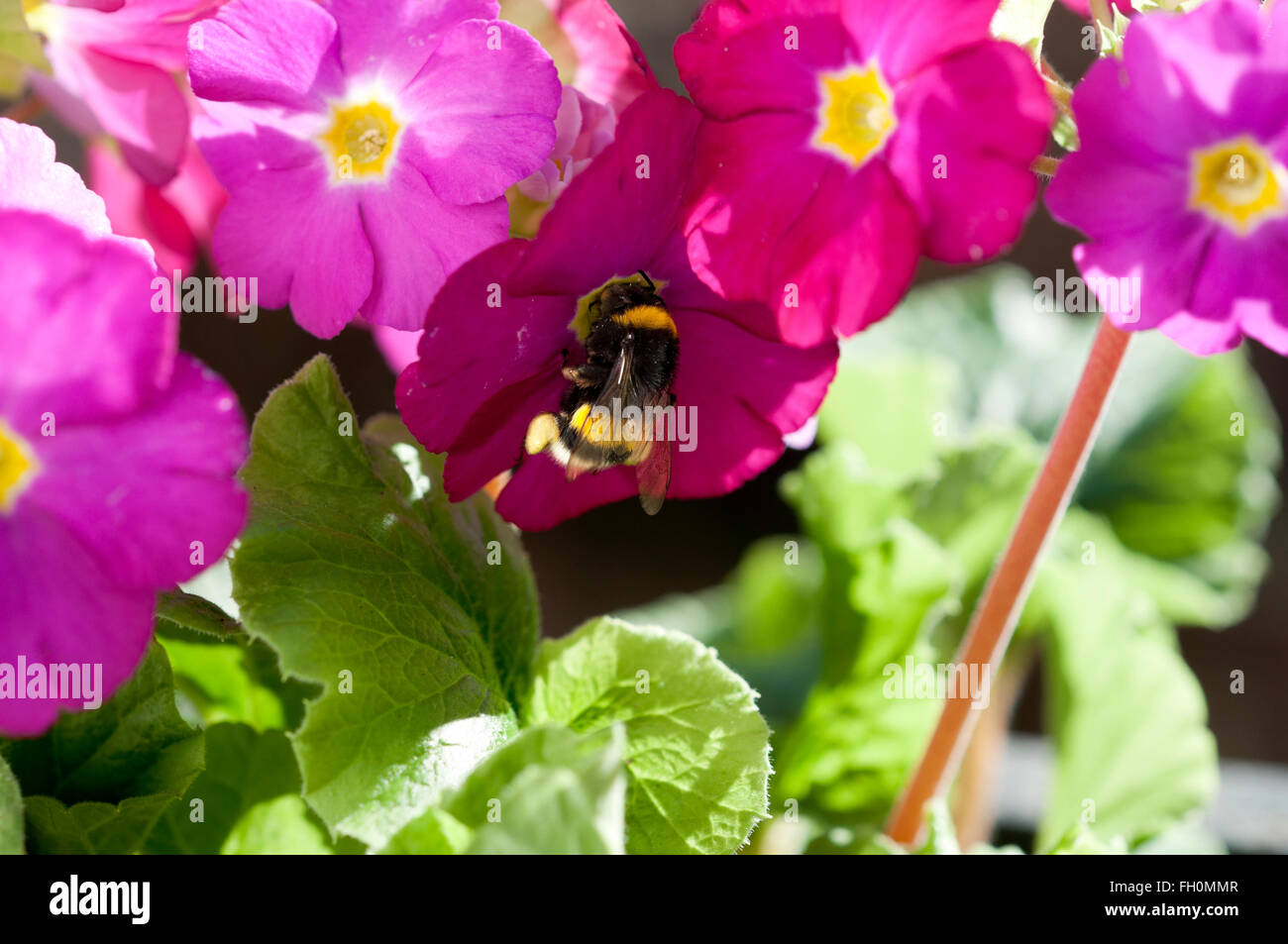 Bumblebee succhiare un fiore di Primula Foto Stock
