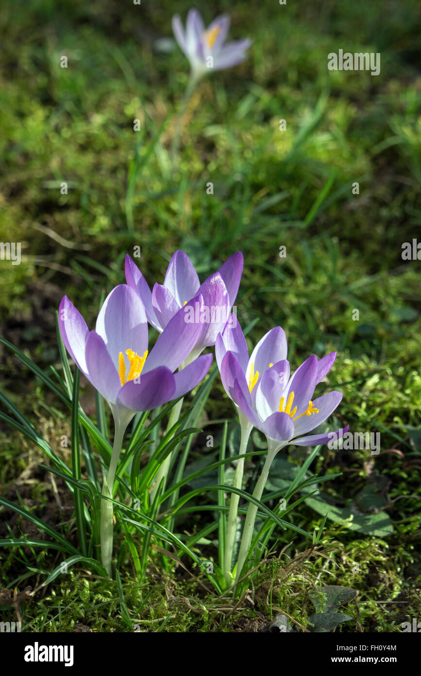 Crocus (Crocus), fiori viola, Baden-Württemberg, Germania Foto Stock