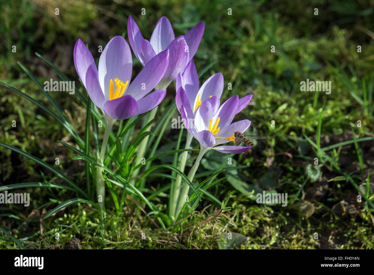 Crocus (Crocus), fiori viola, Baden-Württemberg, Germania Foto Stock