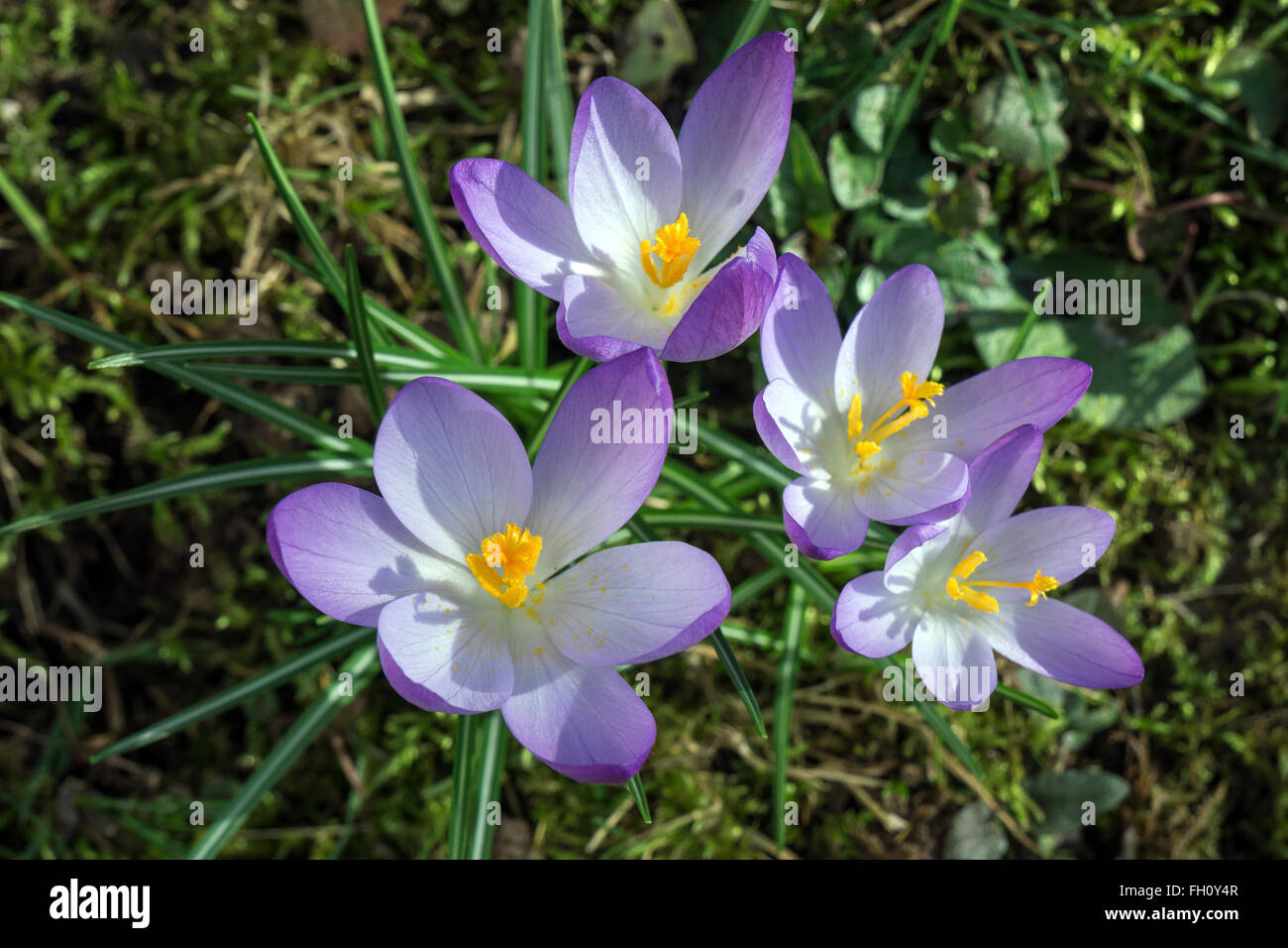 Crocus (Crocus), fiori viola, Baden-Württemberg, Germania Foto Stock