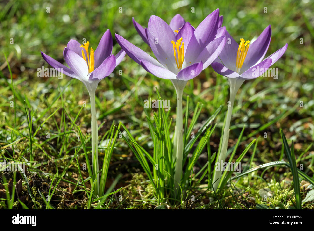 Crocus (Crocus), fiori viola, Baden-Württemberg, Germania Foto Stock
