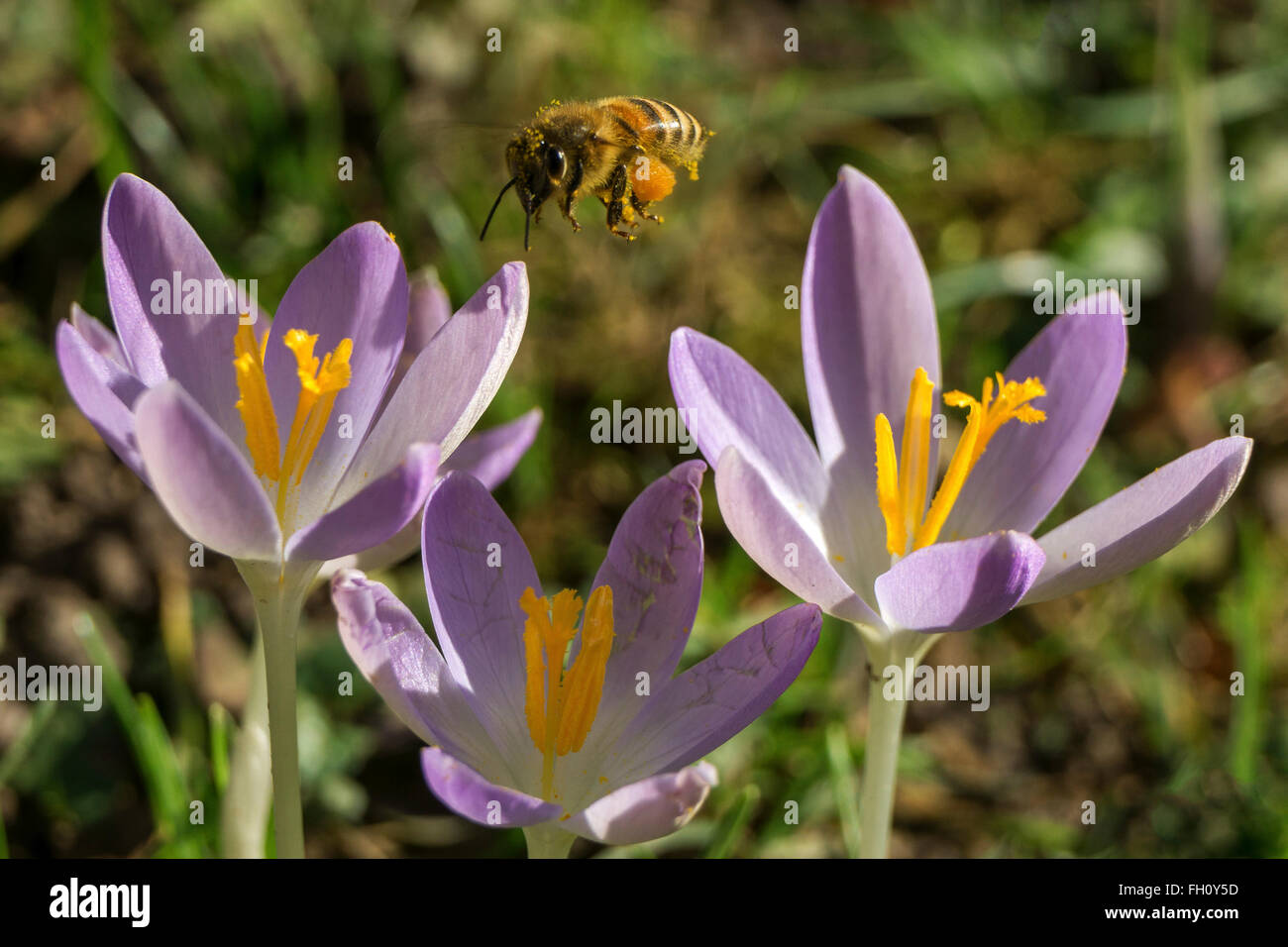 Il miele delle api (Apis) avvicina un crocus fiori, Krokuse (Crocus), viola, Baden-Württemberg, Germania Foto Stock