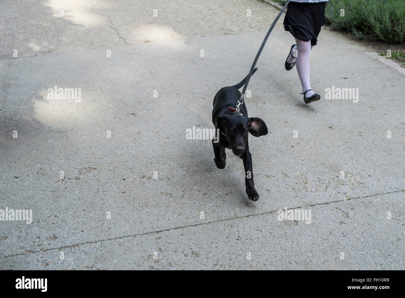 Cane nero al guinzaglio in esecuzione con la ragazza del proprietario Foto Stock
