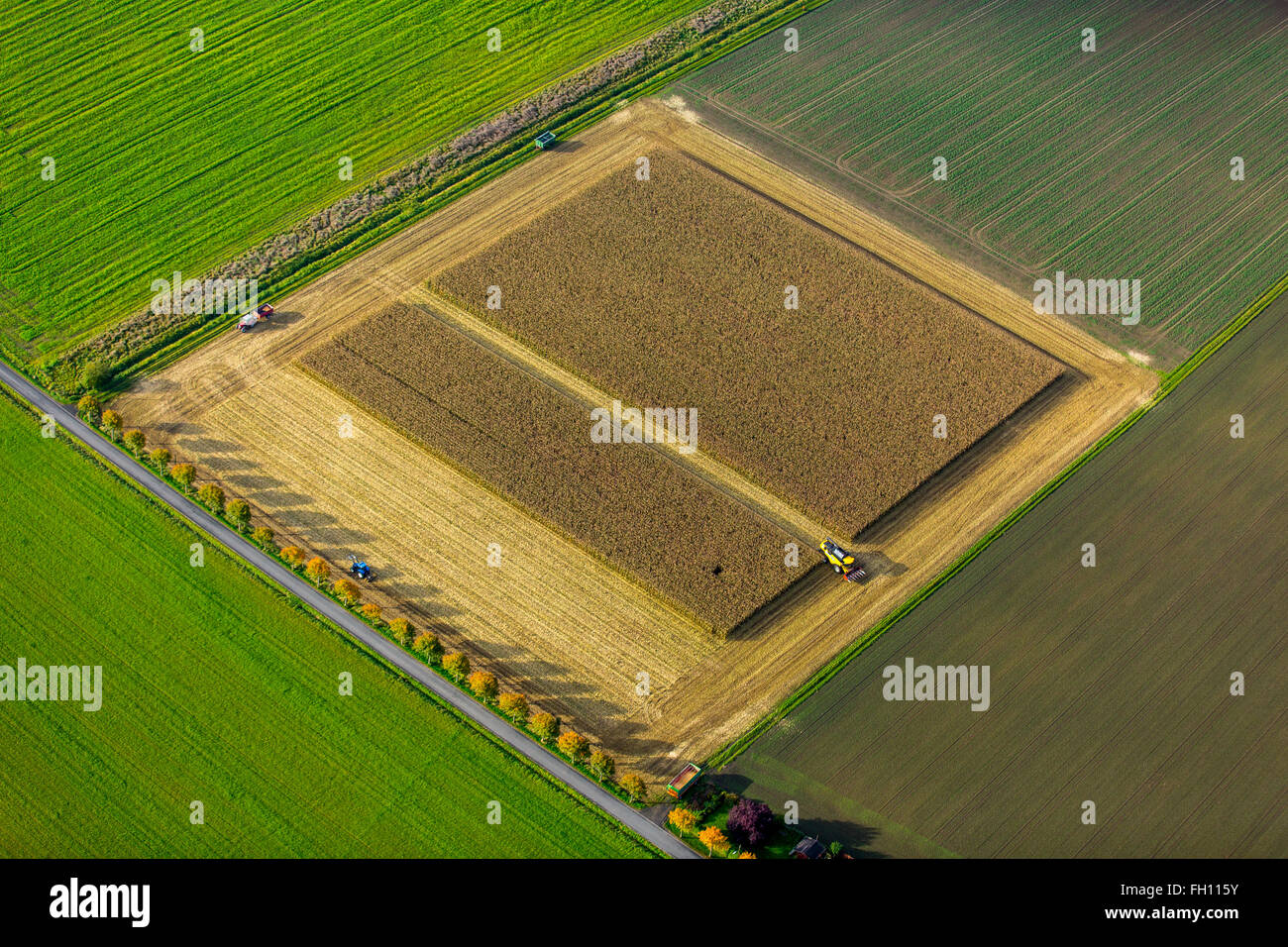 Cornfield, la raccolta del granoturco, mietitrebbia in cornfield, agricoltura, scatola rettangolare, Dortmund, distretto della Ruhr Foto Stock
