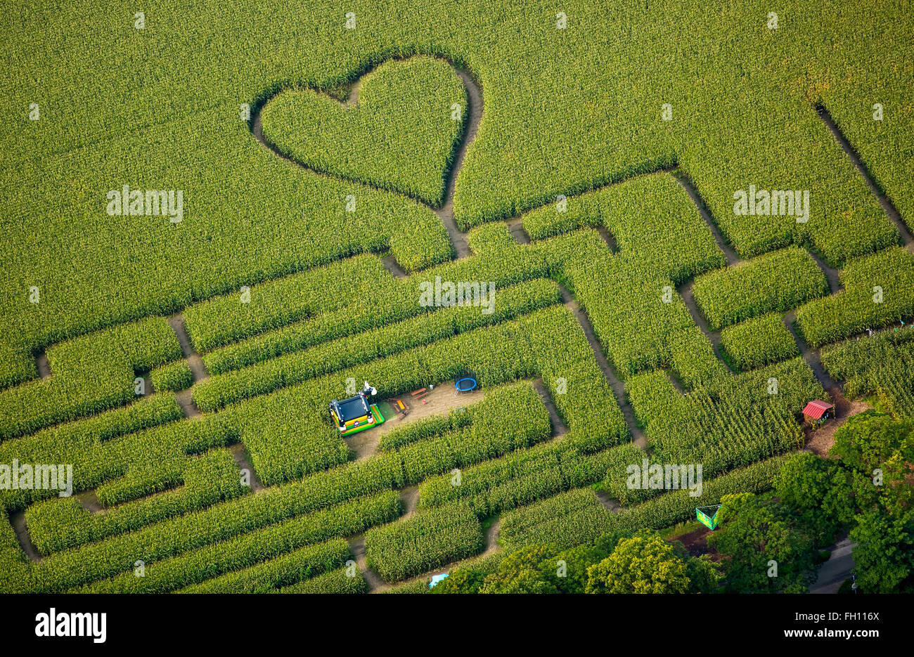 Labirinto con un cuore in cornfield, labirinto di mais, cuore verde, forma di cuore, a forma di cuore, Herten, distretto della Ruhr Foto Stock