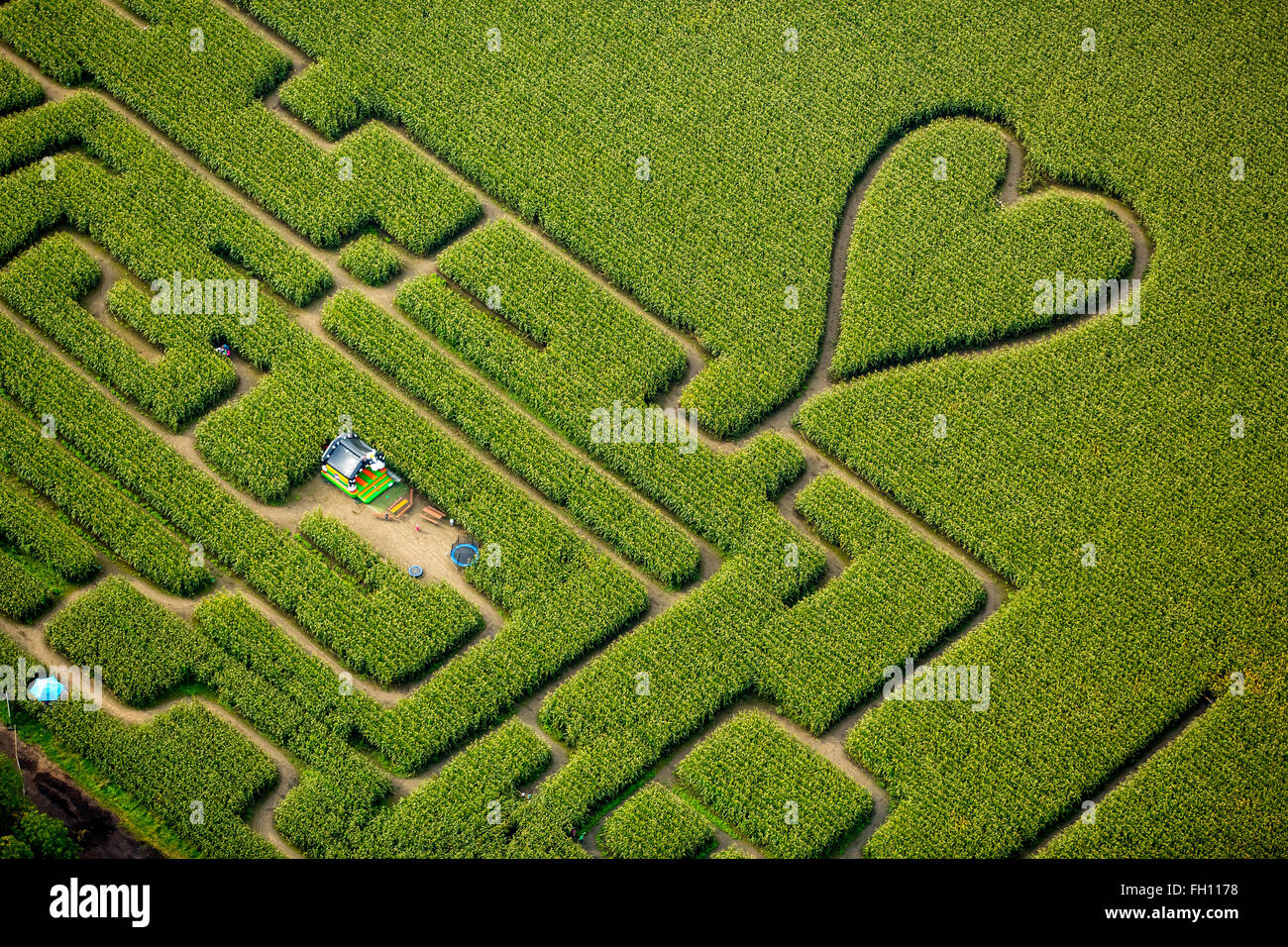 Labirinto con un cuore in cornfield, labirinto di mais, cuore verde, forma di cuore, a forma di cuore, Herten, distretto della Ruhr Foto Stock