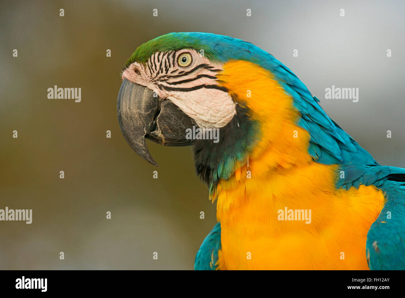 Blu-giallo Macaw (Ara ararauna), ritratto, Pantanal, Brasile Foto Stock