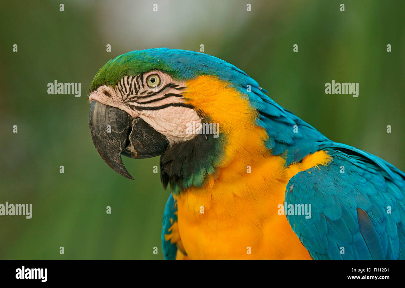 Blu-giallo Macaw (Ara ararauna), ritratto, Pantanal, Brasile Foto Stock