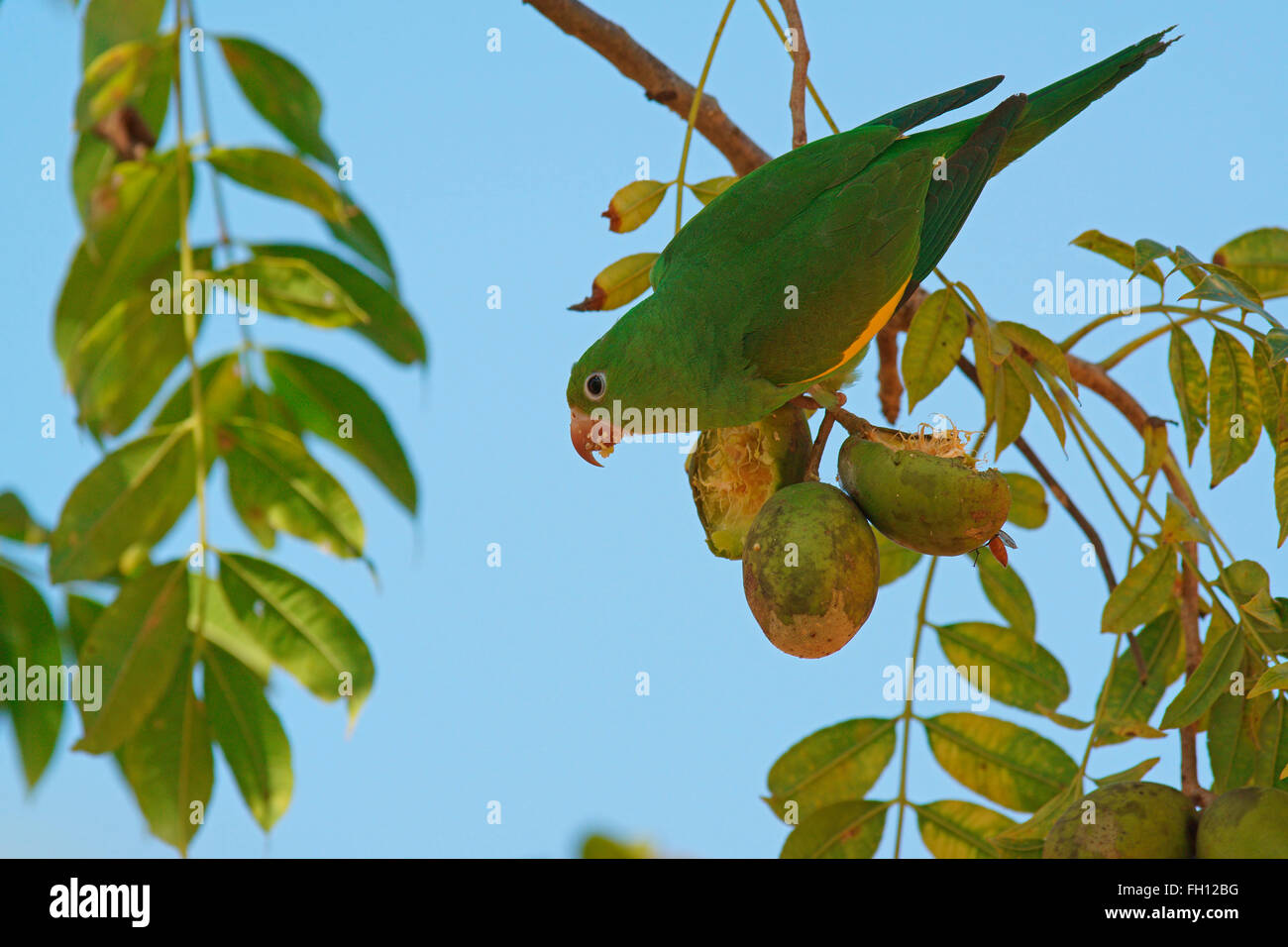 Giallo-chevroned parrocchetto (Brotogeris chiriri) alimentazione su un frutto, Pantanal, Mato Grosso, Brasile Foto Stock