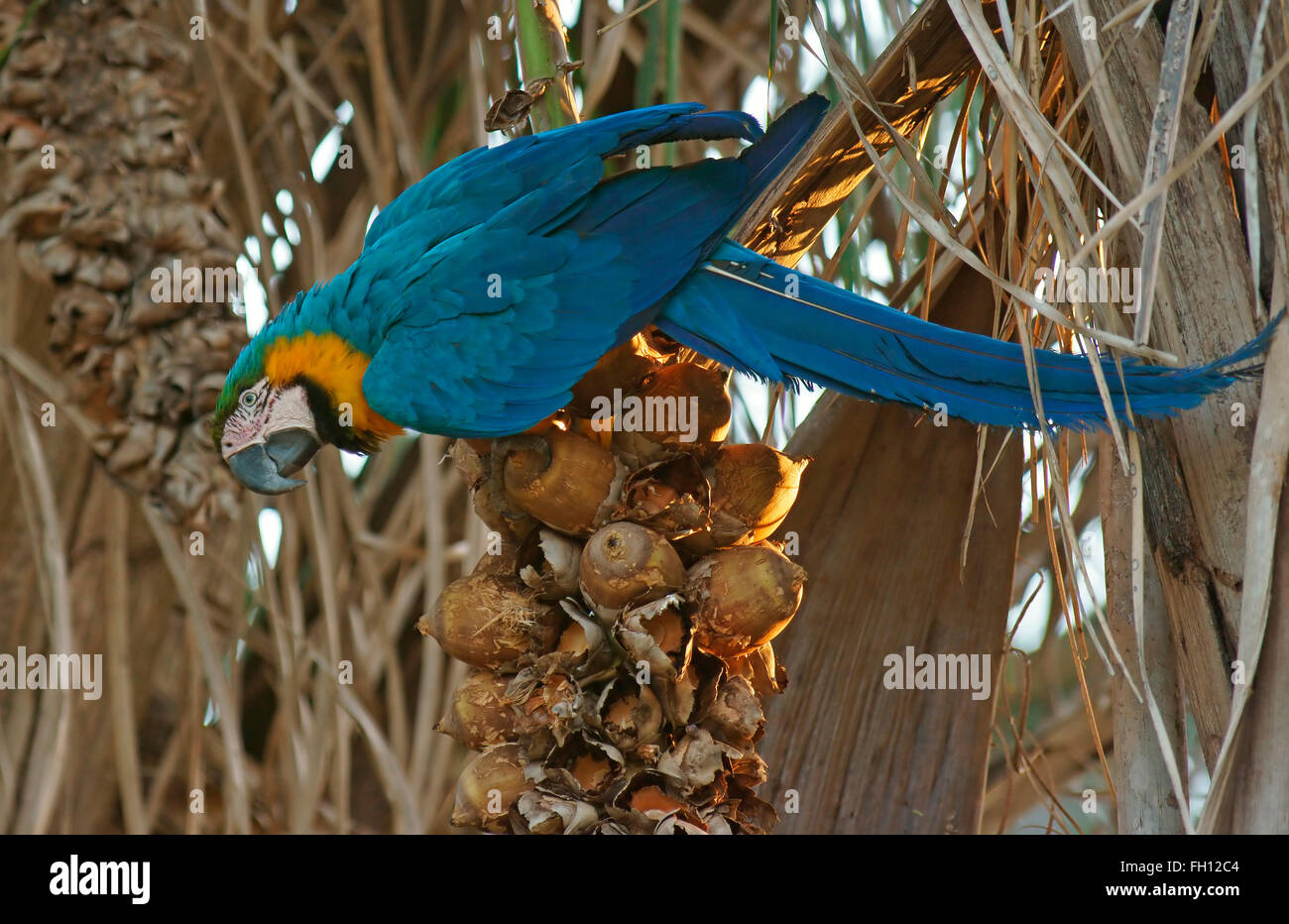 Blu-giallo Macaw (Ara ararauna) alimentazione sul frutto di una palma, Pantanal, Brasile Foto Stock