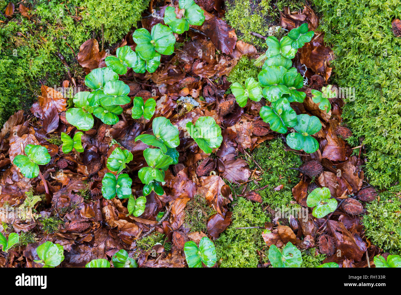 Giovani faggi germinare nella foresta con fresche foglie verdi e il muschio sul tronco di albero. Foto Stock