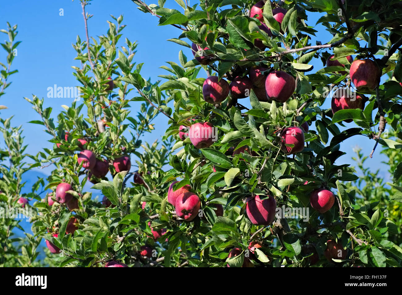 Rote Äpfel am Baum - Mele rosse su albero Foto Stock