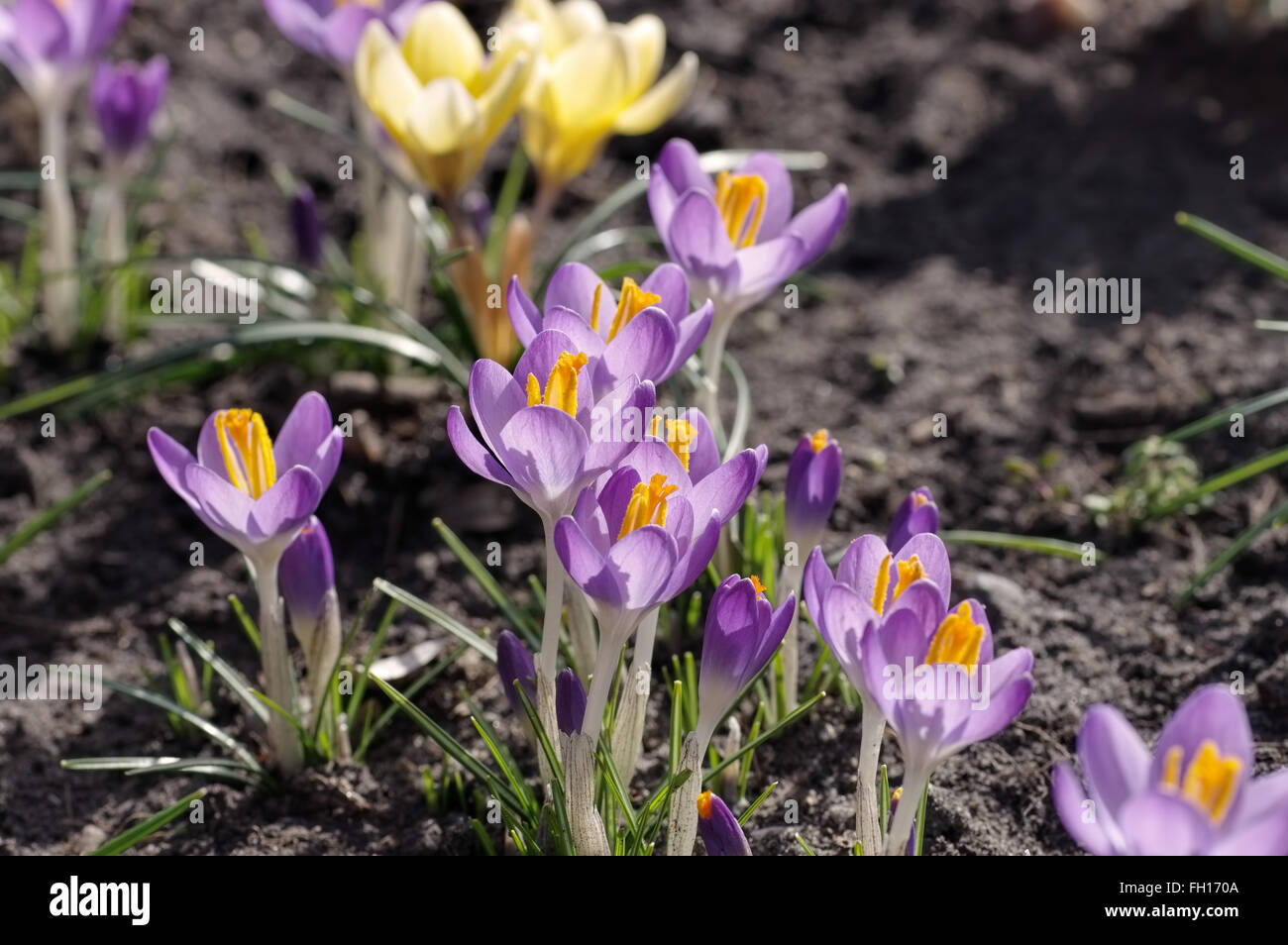 Krokus - Crocus fiori in primavera precoce Foto Stock