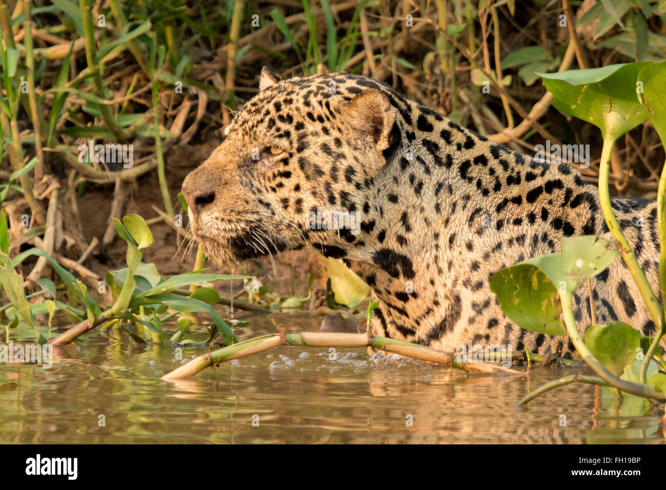 Un maschio selvatico jaguar nuotare nel fiume Cuiaba del Pantanal, Brasile. Foto Stock