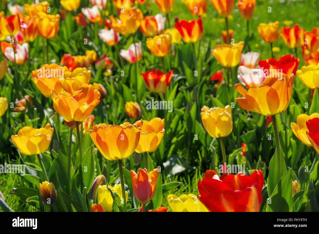 In Tulpenbeet gelb und rot - letto di tulipani in rosso e giallo in primavera Foto Stock