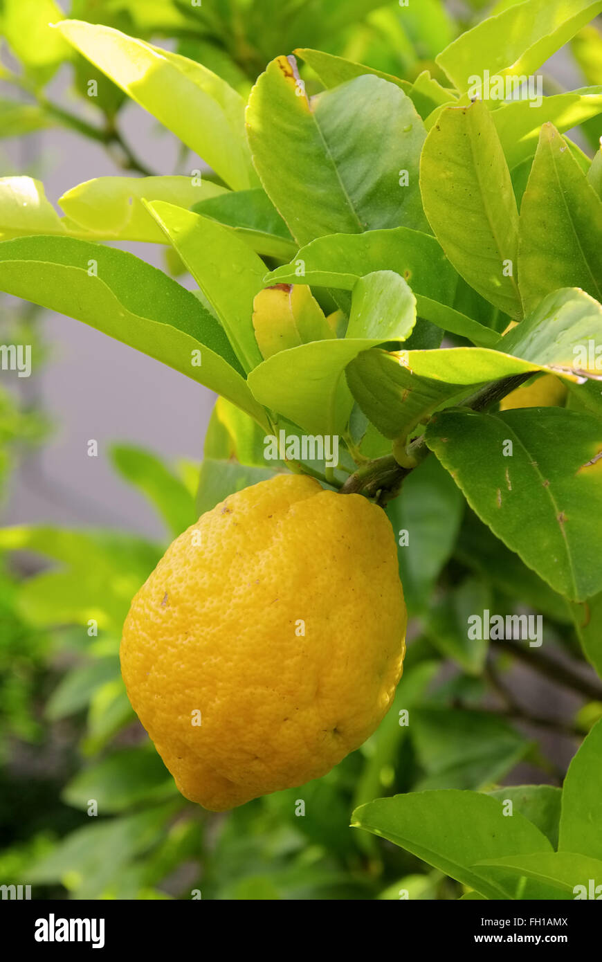 Limone am Baum - limone su albero 08 Foto Stock