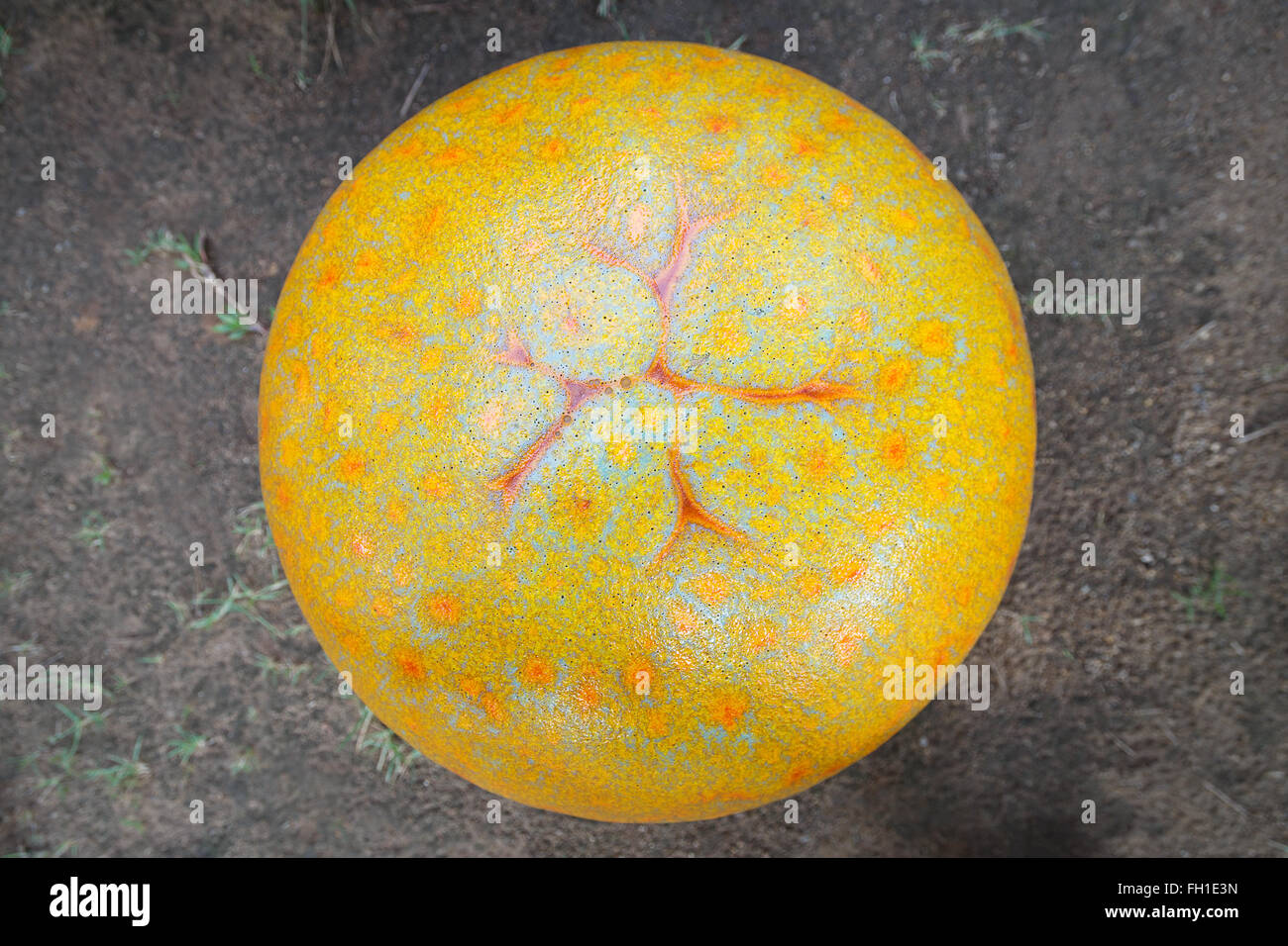 Modello di colore arancione realizzata in cemento e pietra che mettendo sul piano giardino per seduta. Foto Stock Modello di colore arancione realizzata in cemento e pietra che mettendo sul piano giardino per seduta. Foto Stock