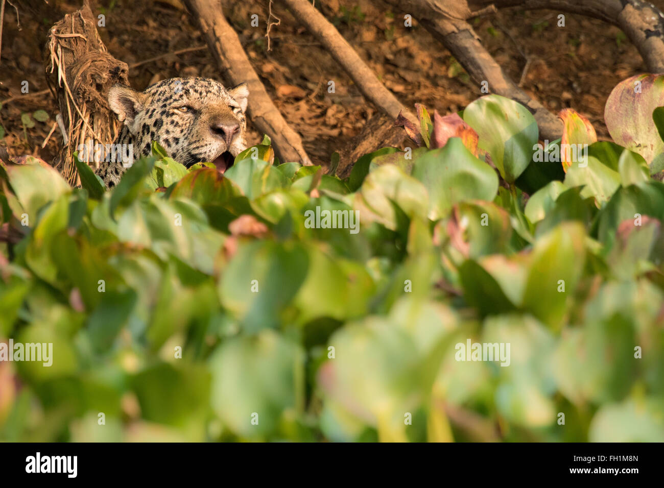 Un maschio selvatico jaguar sulle rive del fiume Cuiaba del Pantanal, Brasile. Foto Stock