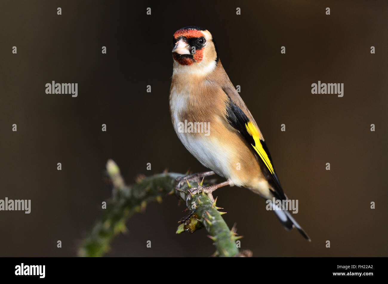 Un cardellino appollaiato su un rovo spinoso REGNO UNITO Foto Stock