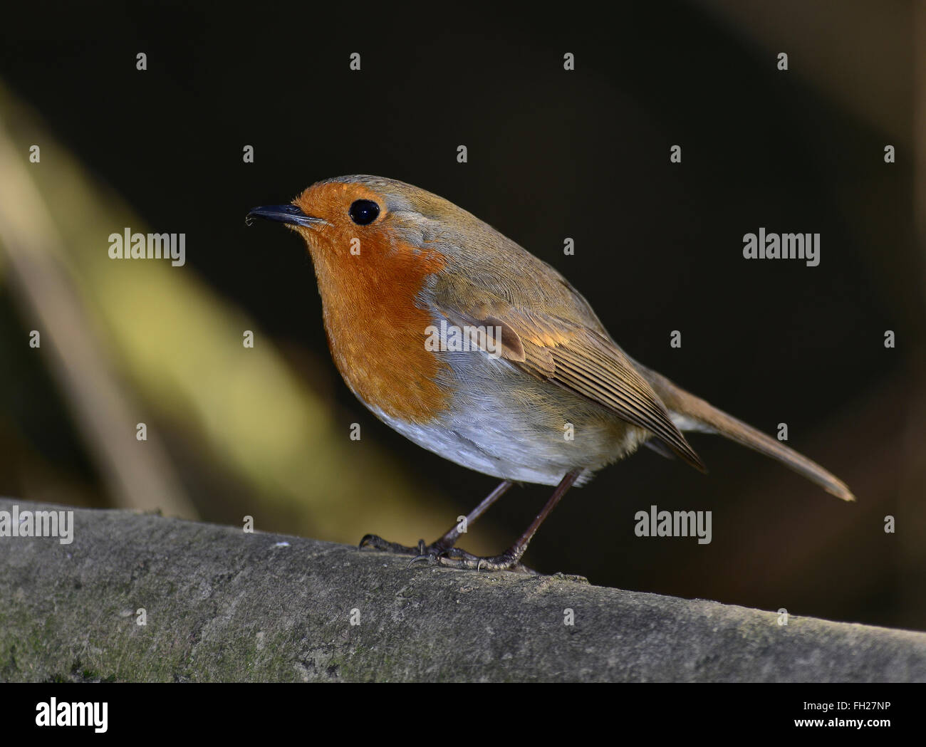 Un pettirosso su un ramo di un albero da REGNO UNITO Foto Stock