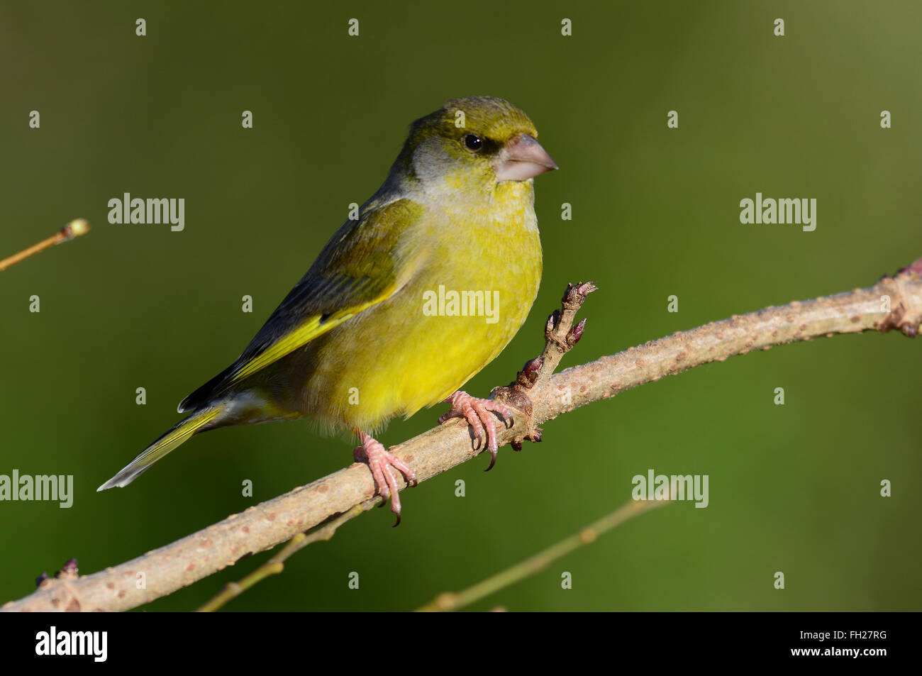 Un verdone su un ramoscello REGNO UNITO Foto Stock