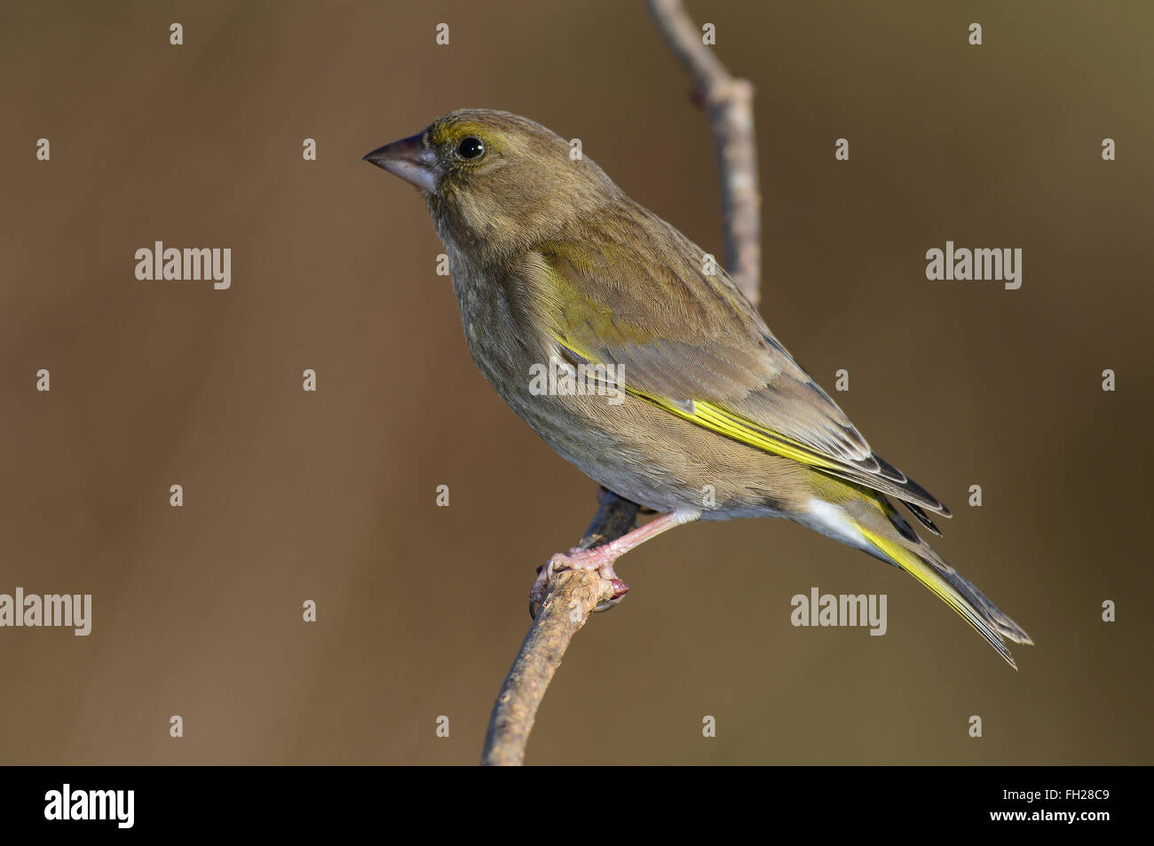 Un verdone su un ramoscello REGNO UNITO Foto Stock