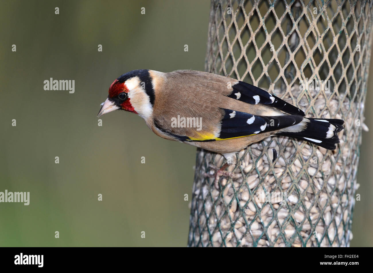 Un cardellino su un girasole cuore alimentatore UK Foto Stock