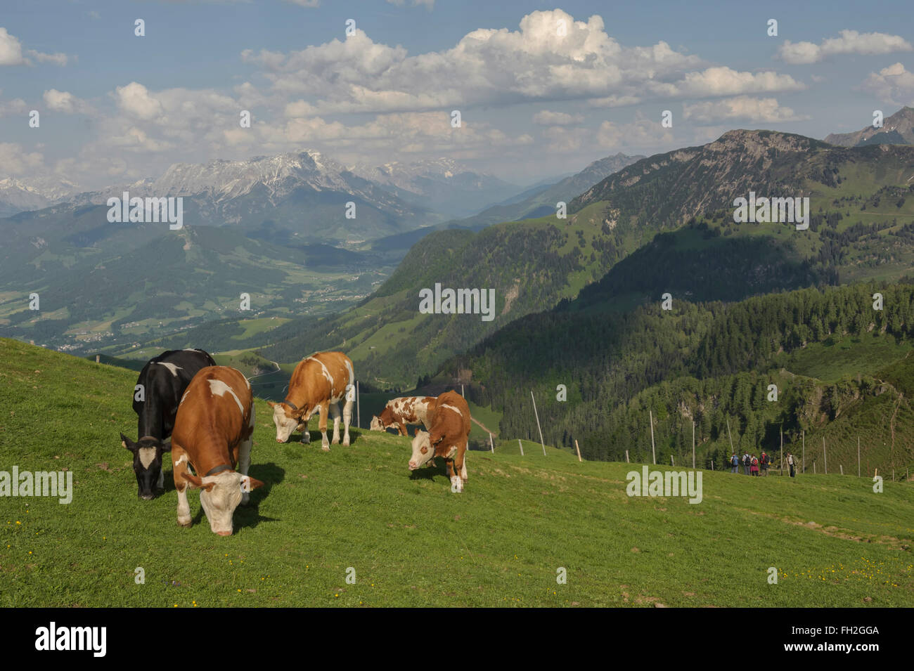 Pascolo diario di montagna vacche. Kitzbühel Kitzbühel. Austria. Europa Foto Stock