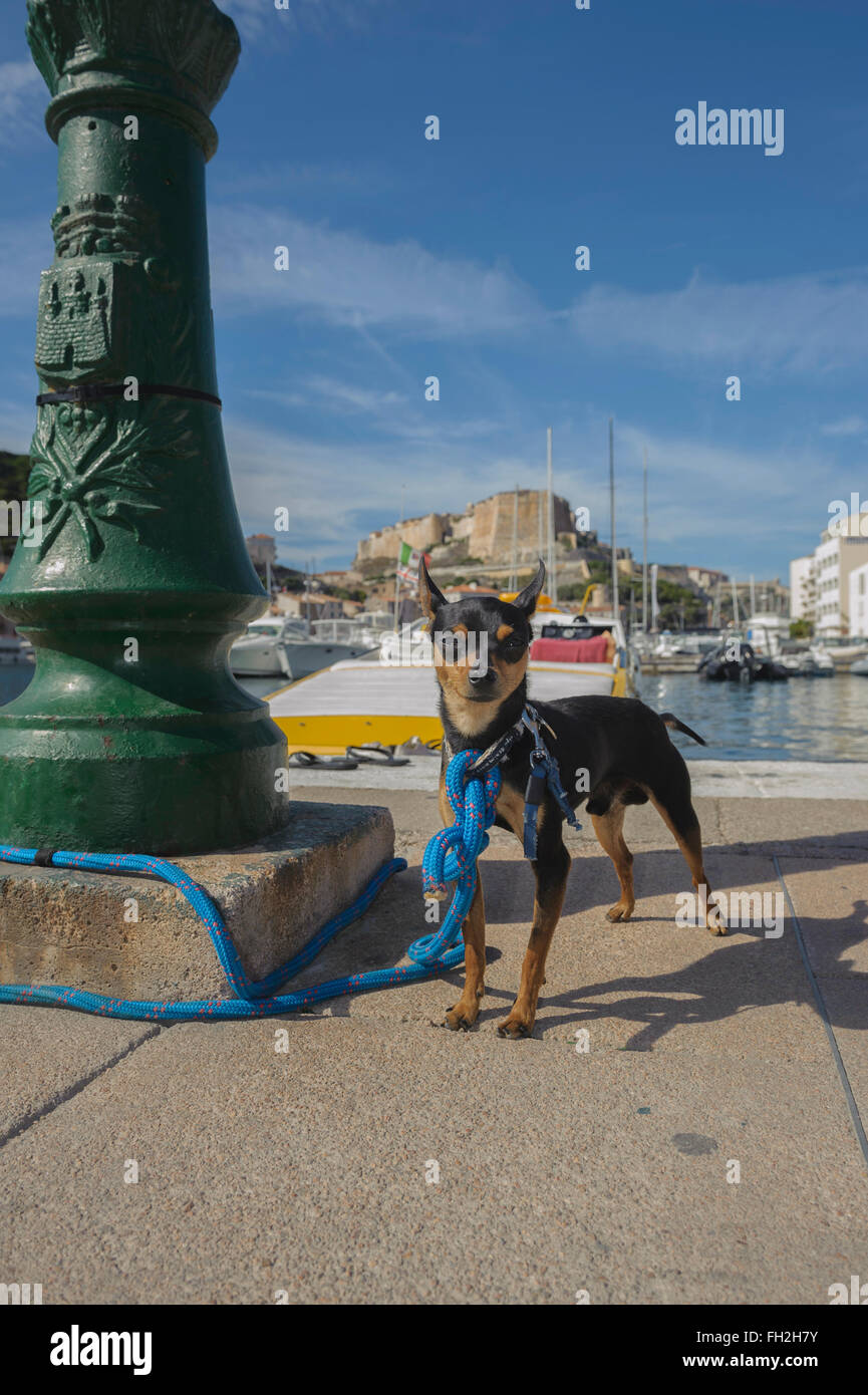 English Toy Terrier a marina di Bonifacio. La Corsica. Francia Foto Stock